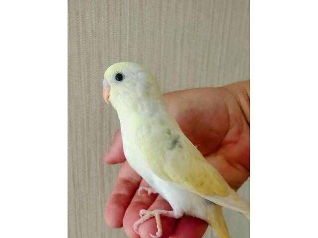 Хвилясті папуги Волнистый попугай - Фото 7