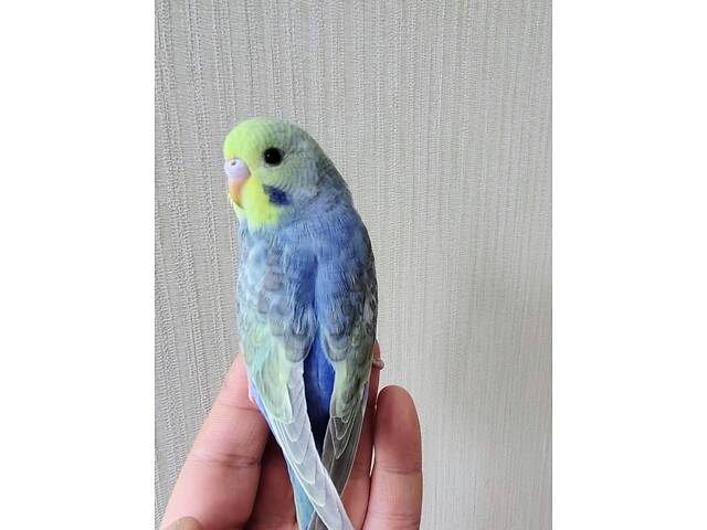 Хвилясті папуги Волнистый попугай - Фото 2