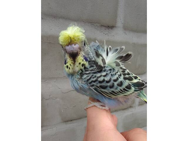 Хвилясті папуги Волнистый попугай - Фото 8