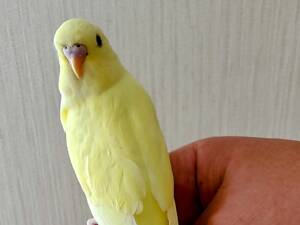 Хвилясті папуги