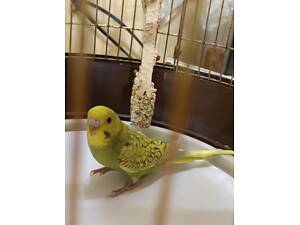 Хвилясті папуги.