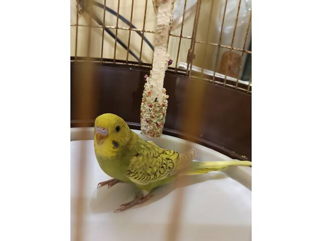 Хвилясті папуги. - Фото 1