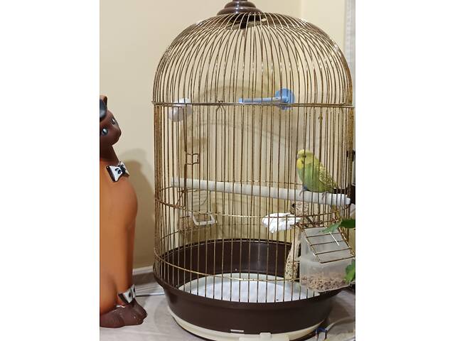 Хвилясті папуги. - Фото 2