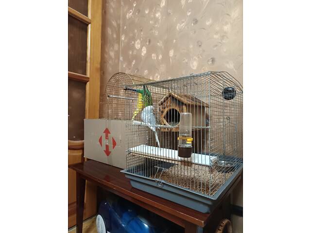 Хвилясті папуги. - Фото 4