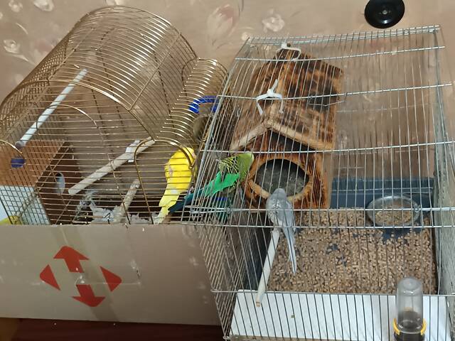 Хвилясті папуги. - Фото 5