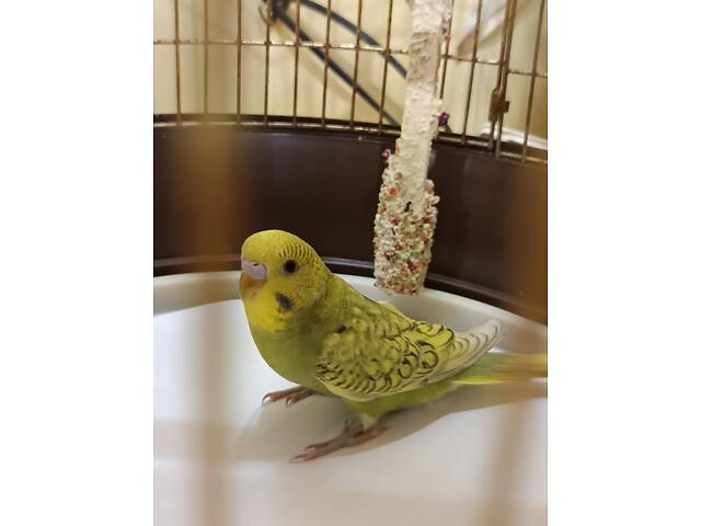 Хвилясті папуги. - Фото 3