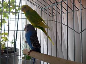 Хвилясті папуги