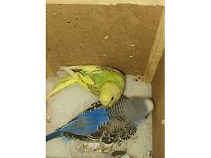 Хвилясті папуги