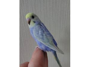 Хвилясті папуги