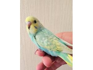 Хвилясті папуги