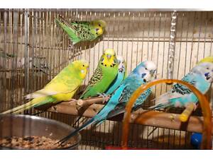 Хвилясті папуги