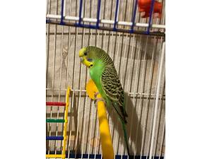 Хвилястий папуга