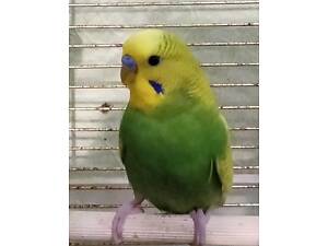 Хвилястий папуга