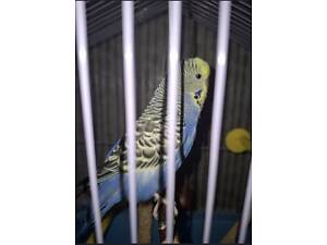 Хвилястий папуга