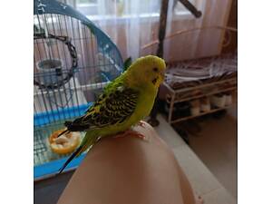 Хвилястий папуга