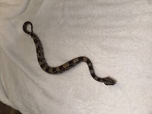 Імператорський удав