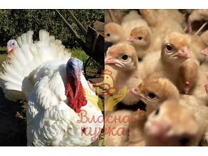 Індик бройлерний БІГ-6