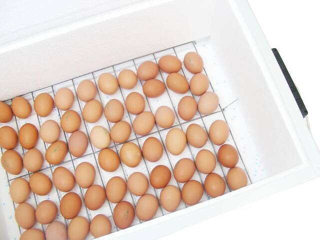 Інкубатор автоматичний «Курочка Ряба» ІБ-100 місткістю 100 яєць з подвійним пластиковим корпусом - Фото 2