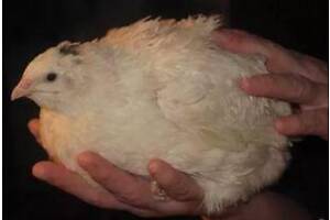 Інкубаційні перепелинні яйця породи 'Техаський Альбінос' бройлерний — м'ясний напрям — ТОП продажів!