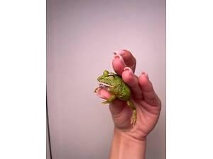 Жаба рогатка, рогатка кранвелла, яскрава жаба ітанія, жаба для дому, кругла жабка