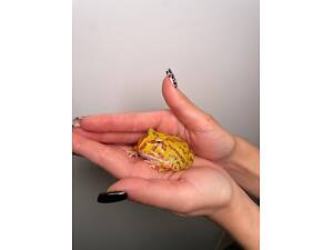 Жабка рогатка ефектна жаба для дому