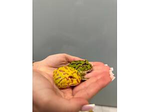 Жабки рогатки яскраві