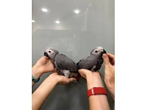 Жако маленькі пташенята