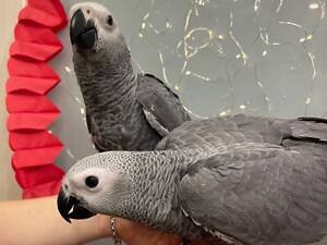 Жако, маленькі пташенята