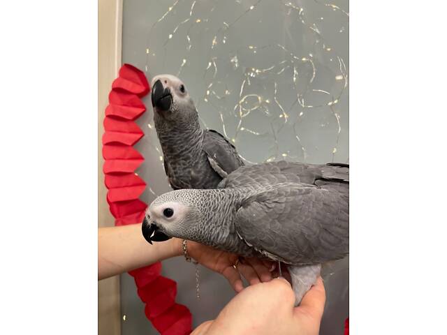 Жако, маленькі пташенята - Фото 1