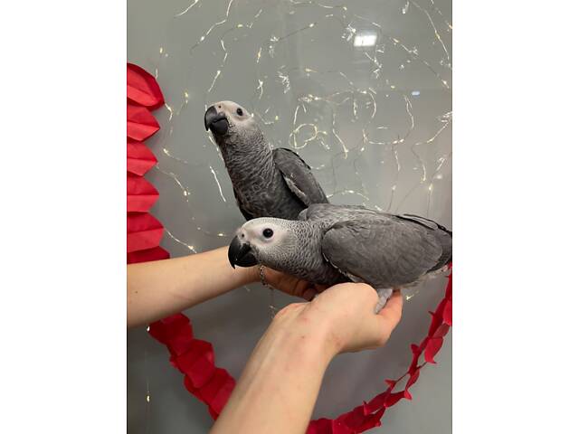 Жако, маленькі пташенята - Фото 2