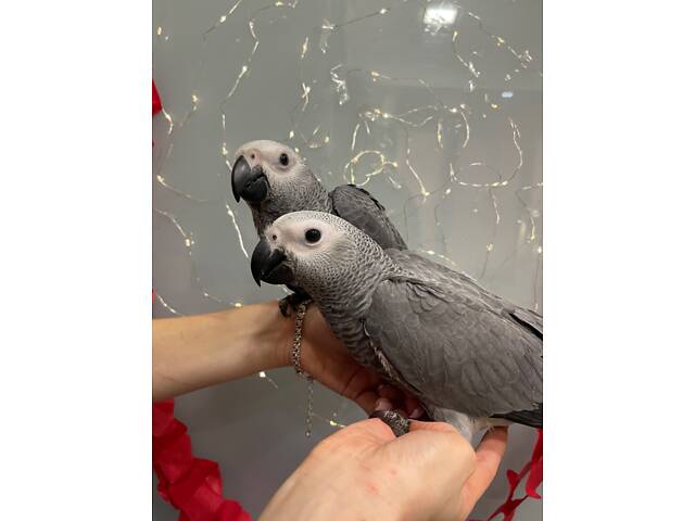 Жако, маленькі пташенята - Фото 4