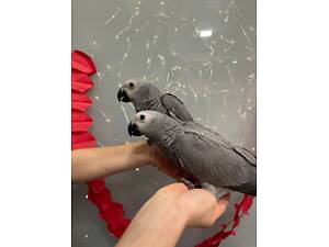 Жако папуга геній