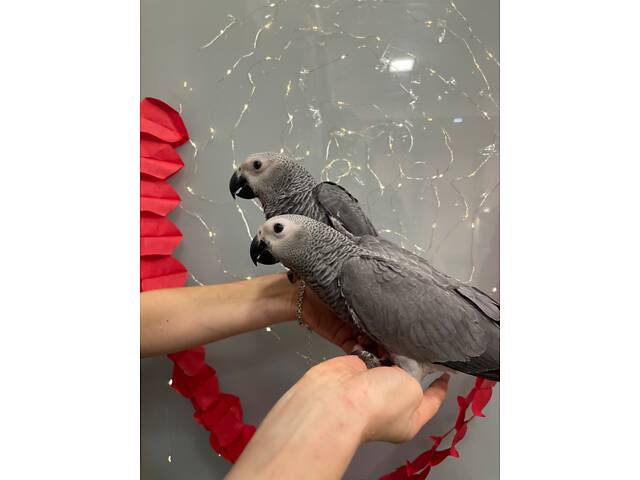 Жако папуга геній - Фото 1