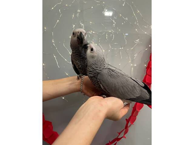 Жако папуга геній - Фото 2