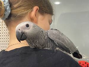 Жако пташенята