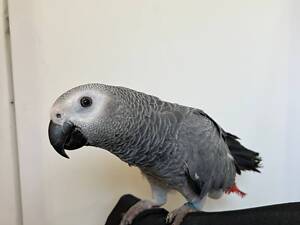 Жако ручные выкармливающие птенцы, умный говорящий попугай.