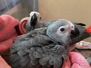 Жако. серый попугай, который прекрасно разговаривает, ручной, выкормишь с кольцом.