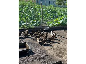 Качки дикі (крижень/кряква)