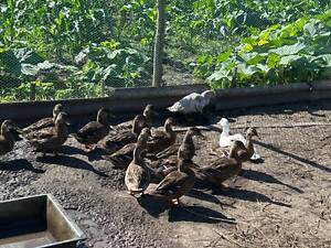 Качки дикі (крижень/кряква)