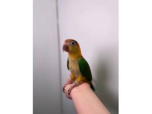 Каїк класні веселі розмовляючі малюки