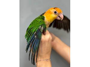 Каїк, папуга каїк, грайливий розмовляючий папуга