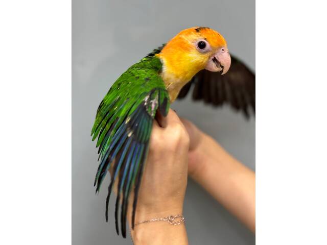 Каїк, папуга каїк, грайливий розмовляючий папуга - Фото 1