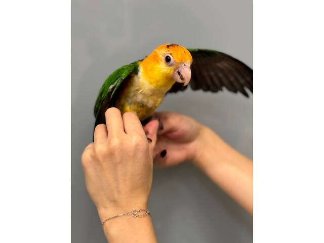 Каїк, папуга каїк, грайливий розмовляючий папуга - Фото 2