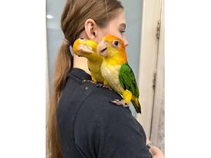 Каїк, папуга каїк