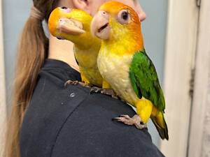 Каїк, папужка каїк