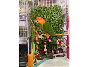 Каїк пташенята, ручні пташенята каїки