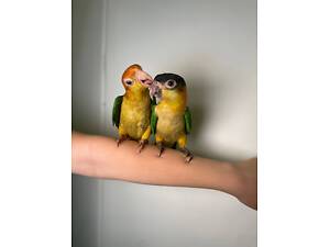 Каїки ручні викормиші, окільцьовані дуже соціальні