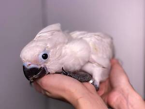 Какаду альба, білохохлий какаду, ручний викормиш пташеня