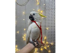 Какаду жовточубий