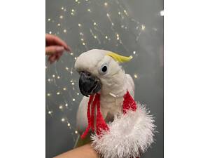 Какаду, пташеня какаду